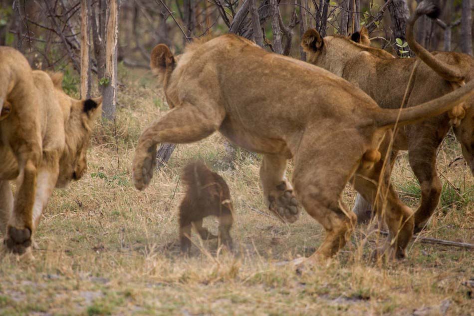 Pelea entre 1 ratel y 8 leones