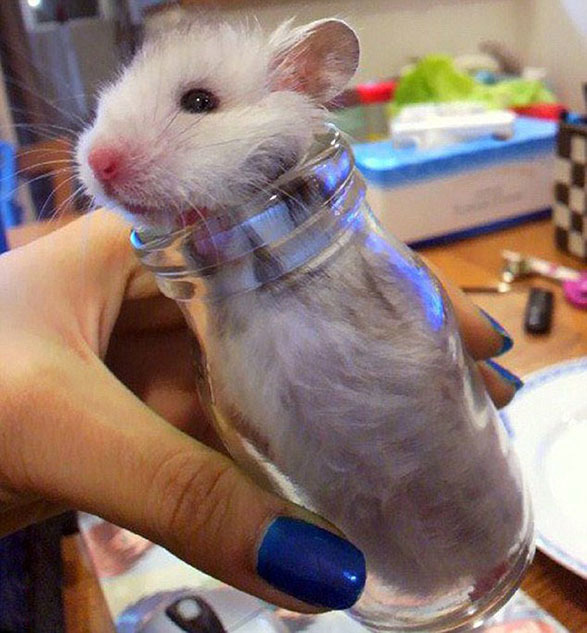 Hámster asustado busca asilo dentro de una botella
