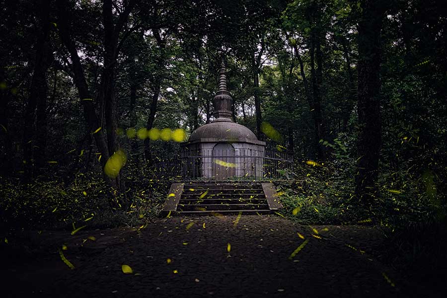 Templo en Nanjing ofrece espectáculo de luciérnagas