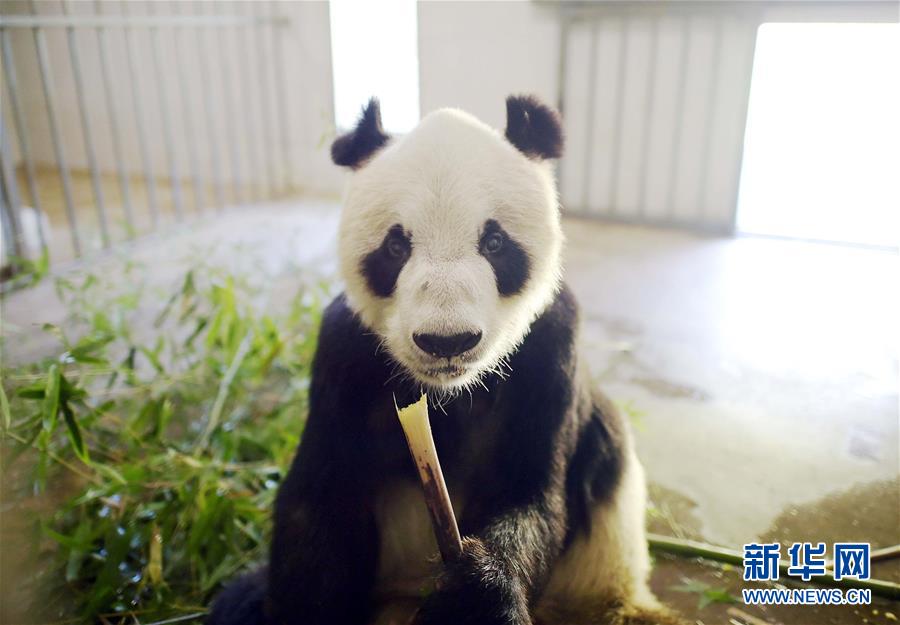 2016: La vida de pandas