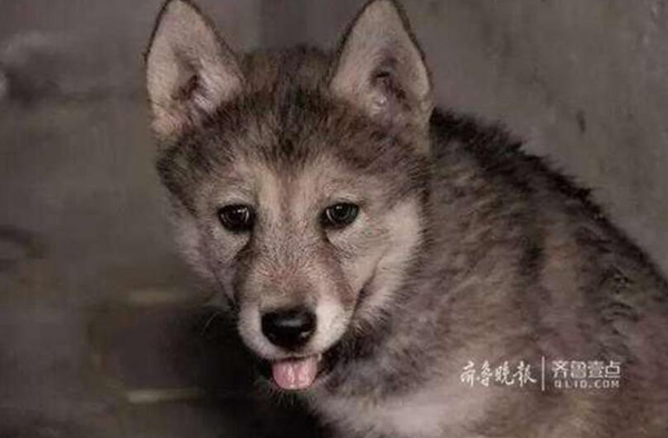 Un perro macho 'se casa' con una loba en un zoológico de China