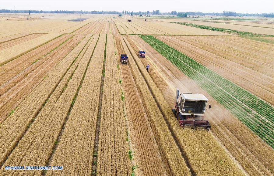 HEBEI, junio 8, 2018 (Xinhua) -- Agricultores cosechan el trigo, en la villa de Beiyangzhuang en el condado de Zaoqiang, provincia de Hebei, en el norte de China, el 8 de junio de 2018. (Xinhua/Li Xiaoguo)