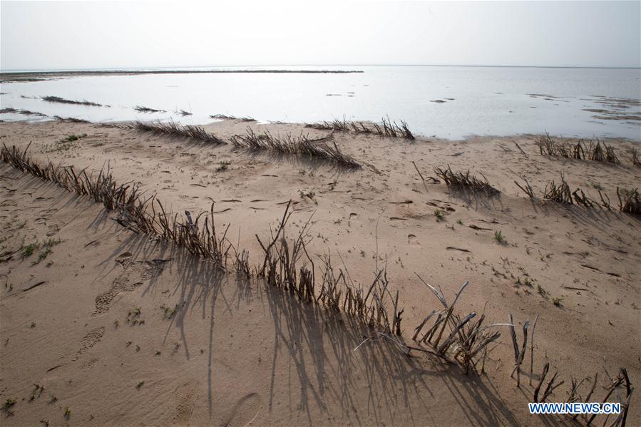 Voluntarios universitarios participan en una actividad de control de la desertización en Mongolia Interior