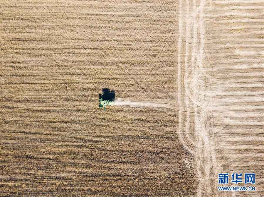 Vistas a la granja de soja cerca de la ciudad de Birobidzhan, en el óblast Autónomo Hebreo de Rusia (foto tomada el 19 de octubre). Agencia de Noticias Xinhua, reportero Zhang Ruoxuan.