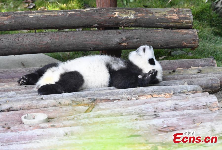 Los pandas gigantes disfrutan del oto?o en Chengdu