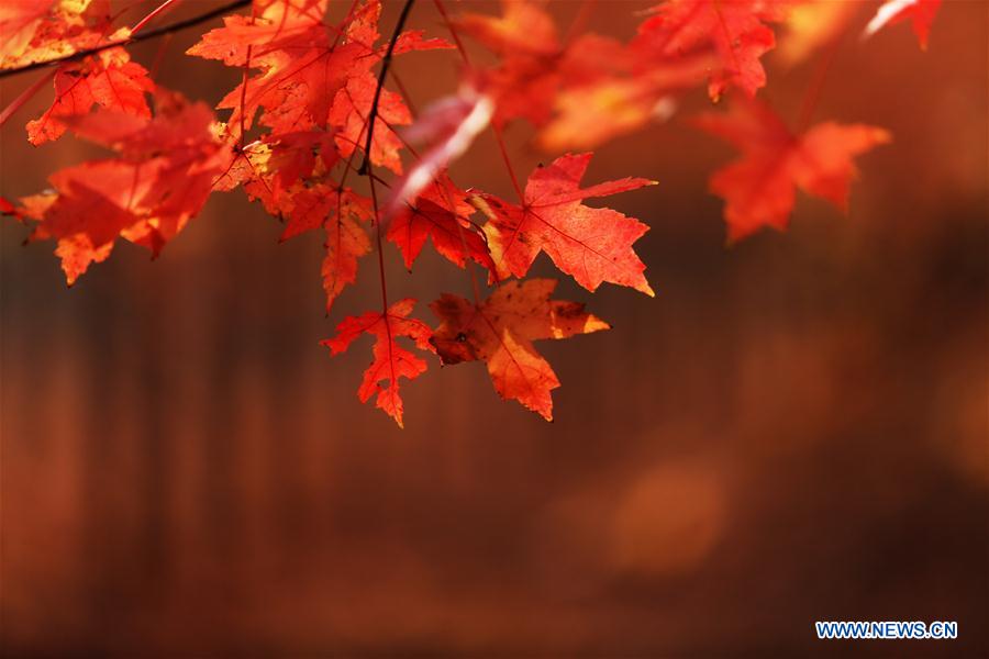 El hermoso paisaje de un bosque de arce en Shandong