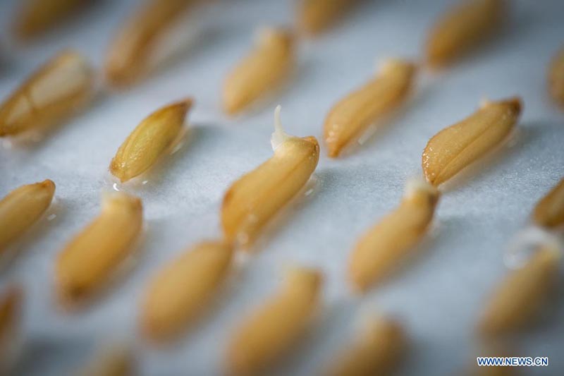 Foto tomada el 26 de febrero de 2021 muestra brotes de semillas de arroz desarrolladas a partir de semillas que en el pasado hicieron un viaje de ida y vuelta a la Luna a bordo de la sonda Chang'e 5, en un campo experimental de la Universidad Agrícola del Sur de China en Zengcheng, Guangzhou, capital de la provincia china de Guangdong.