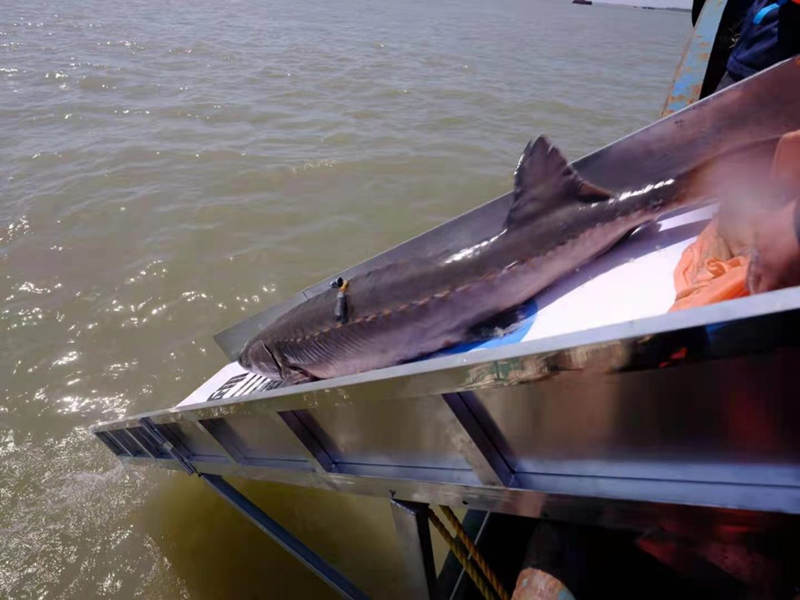 Esturión chino es liberado en el río Yangtsé, Yichang, provincia de Hubei, 10 de abril del 2021. [Foto: proporcionada a China Daily]