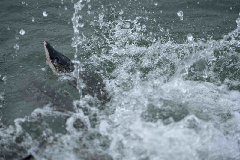 Esturión chino es liberado en el río Yangtsé, Yichang, provincia de Hubei, 10 de abril del 2021. [Foto: proporcionada a China Daily]