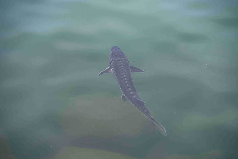 Esturión chino es liberado en el río Yangtsé, Yichang, provincia de Hubei, 10 de abril del 2021. [Foto: proporcionada a China Daily]