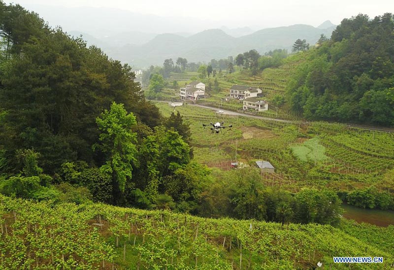 Dron fitosanitario opera sobre una plantación de uva en Hongyan, Xifeng, provincia de Guizhou. 