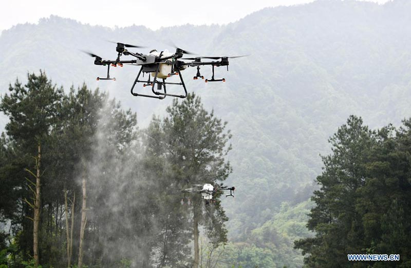 Dron fitosanitario opera sobre una plantación de uva en Hongyan, Xifeng, provincia de Guizhou. 