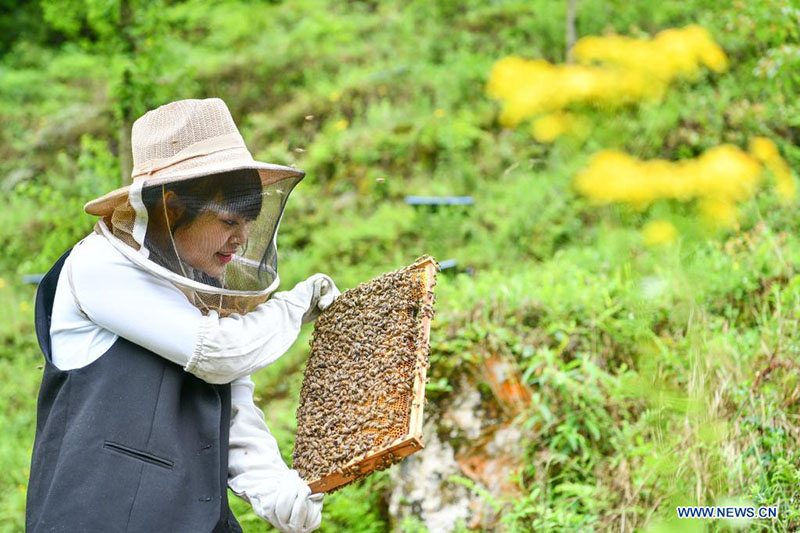 Una joven regresa a su ciudad natal para ayudar a las aldeas a desarrollar la industria de la cría de abejas