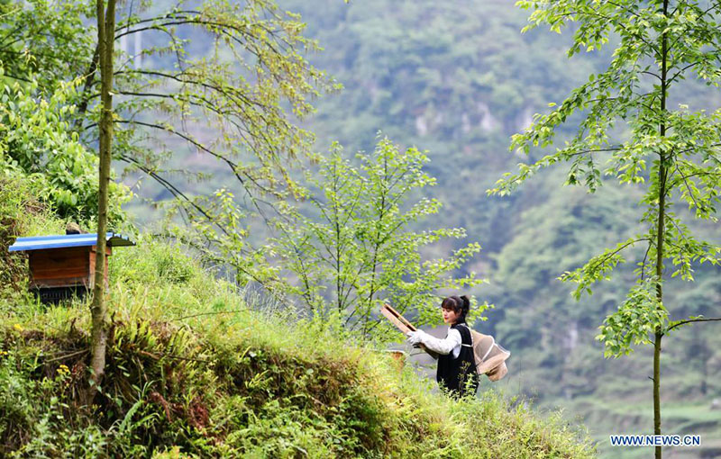 Una joven regresa a su ciudad natal para ayudar a las aldeas a desarrollar la industria de la cría de abejas