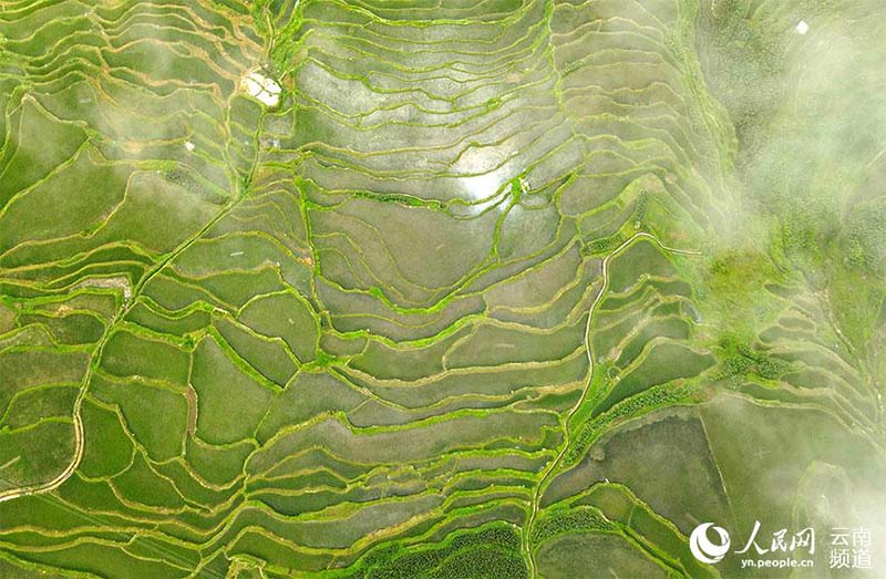 La foto muestra los campos en terrazas Hani en la monta?a Wuzhishan, el condado Yuanyang de la prefectura autónoma Yi y Hani de Honghe, en la provincia de Yunnan, en el suroeste de China. (Foto / Luo Jianguo)
