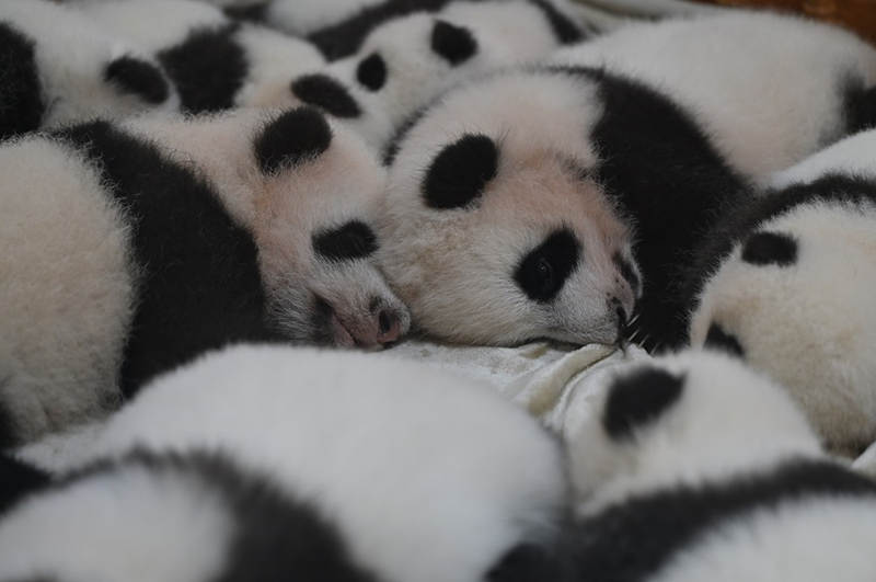 Cachorros de panda se reúnen con público en la base de cría