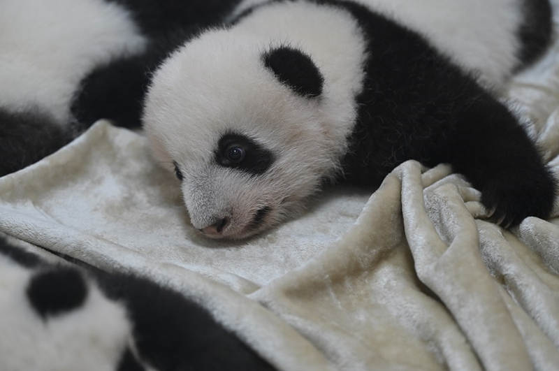 Cachorros de panda se reúnen con público en la base de cría