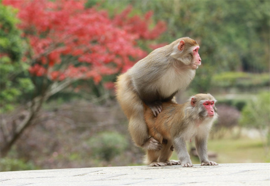 Un grupo de macacos salió recientemente de los bosques para disfrutar del sol invernal en el área panorámica de Wulingyuan en Zhangjiajie, provincia de Hunan. [Foto de Wu Yongbing/Para chinadaily.com.cn]