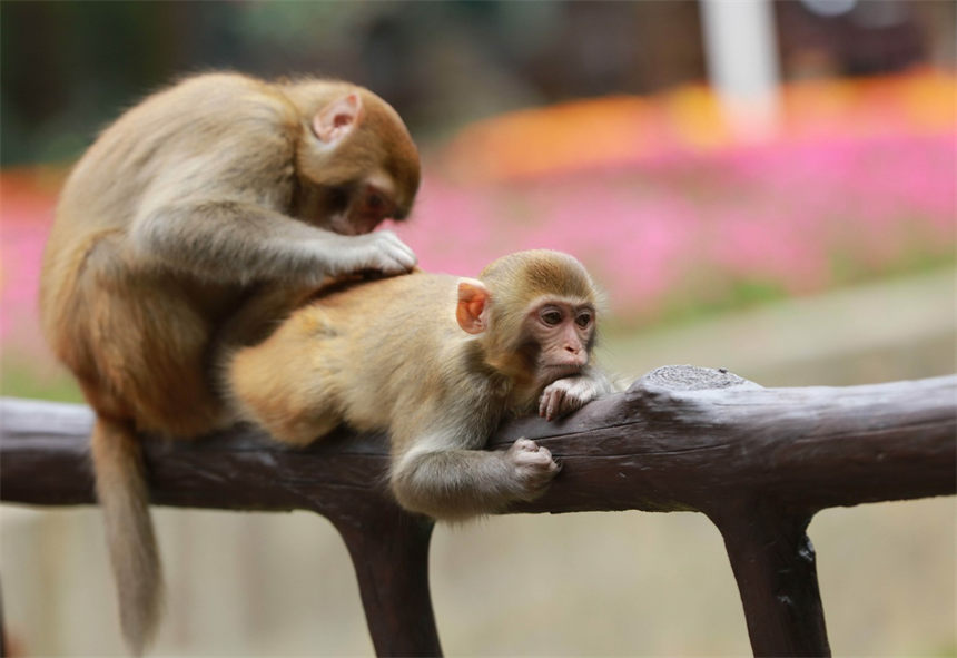 Un grupo de macacos salió recientemente de los bosques para disfrutar del sol invernal en el área panorámica de Wulingyuan en Zhangjiajie, provincia de Hunan. [Foto de Wu Yongbing/Para chinadaily.com.cn]