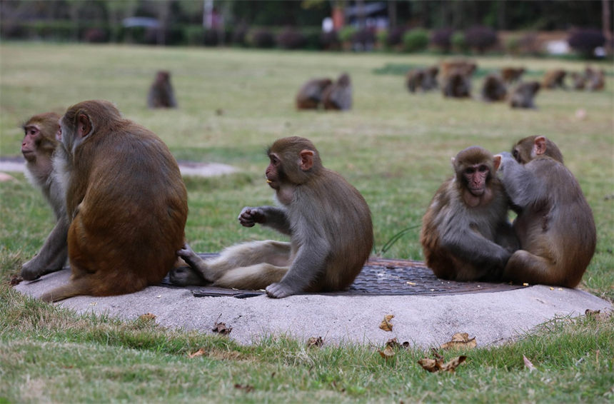Un grupo de macacos salió recientemente de los bosques para disfrutar del sol invernal en el área panorámica de Wulingyuan en Zhangjiajie, provincia de Hunan. [Foto de Wu Yongbing/Para chinadaily.com.cn]