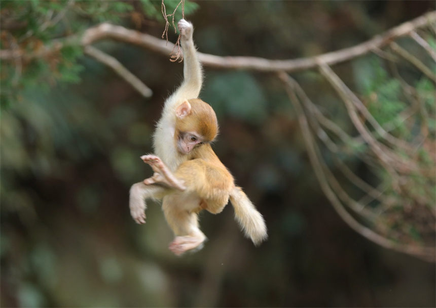 Un grupo de macacos salió recientemente de los bosques para disfrutar del sol invernal en el área panorámica de Wulingyuan en Zhangjiajie, provincia de Hunan. [Foto de Wu Yongbing/Para chinadaily.com.cn]