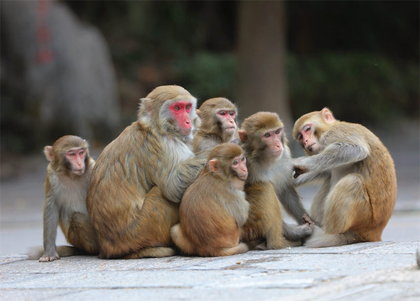 Un grupo de macacos salió recientemente de los bosques para disfrutar del sol invernal en el área panorámica de Wulingyuan en Zhangjiajie, provincia de Hunan. [Foto de Wu Yongbing/Para chinadaily.com.cn]