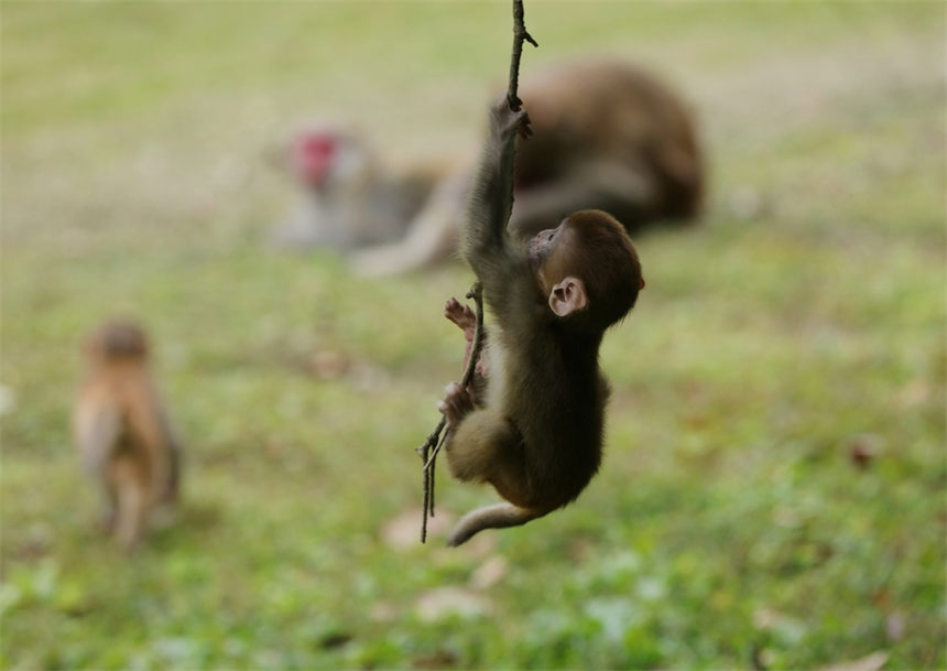 Un grupo de macacos salió recientemente de los bosques para disfrutar del sol invernal en el área panorámica de Wulingyuan en Zhangjiajie, provincia de Hunan. [Foto de Wu Yongbing/Para chinadaily.com.cn]