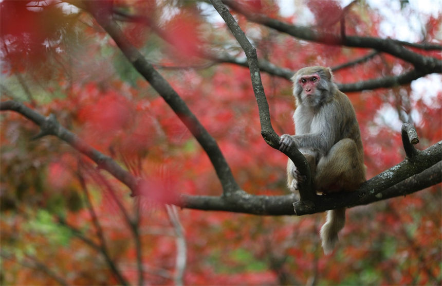 Un grupo de macacos salió recientemente de los bosques para disfrutar del sol invernal en el área panorámica de Wulingyuan en Zhangjiajie, provincia de Hunan. [Foto de Wu Yongbing/Para chinadaily.com.cn]
