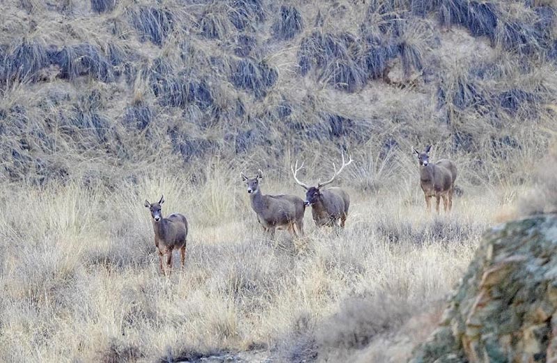 Debemos promover la gobernanza global de la biodiversidad a un nuevo nivel