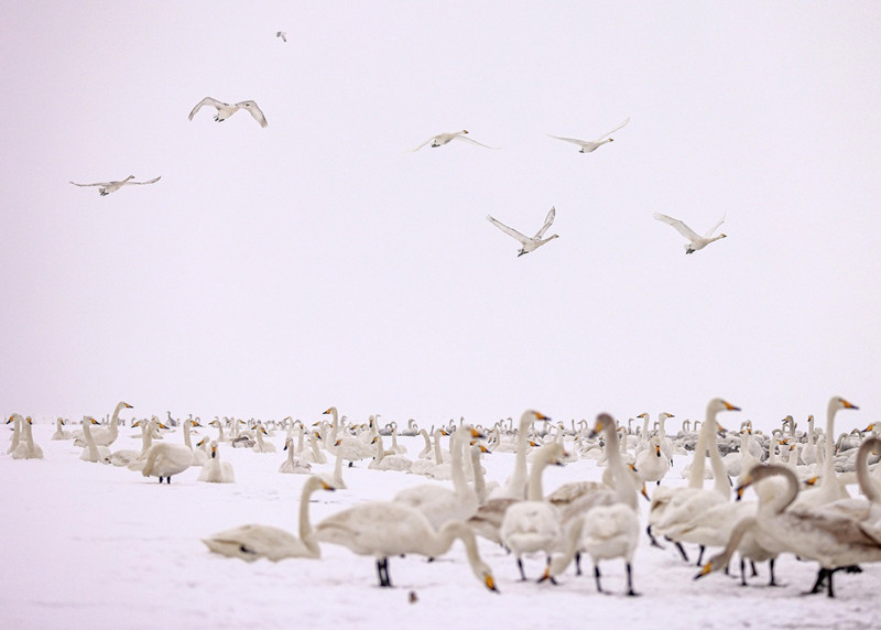 Nieve, cisnes y hermosas casas construyen escenas que atraen a los turistas a Rongcheng, provincia de Shandong, durante el Festival de la Primavera. [Foto: Li Xinjun/ China Daily]