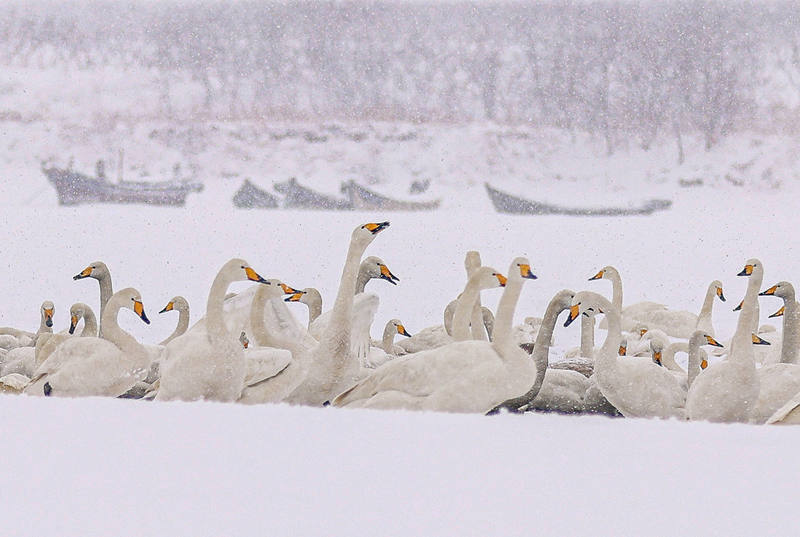 Nieve, cisnes y hermosas casas construyen escenas que atraen a los turistas a Rongcheng, provincia de Shandong, durante el Festival de la Primavera. [Foto: Li Xinjun/ China Daily]