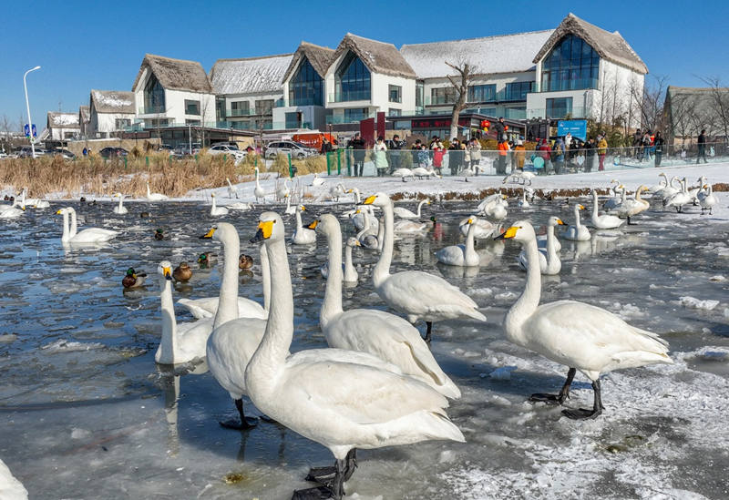 Nieve, cisnes y hermosas casas construyen escenas que atraen a los turistas a Rongcheng, provincia de Shandong, durante el Festival de la Primavera. [Foto: Li Xinjun/ China Daily]