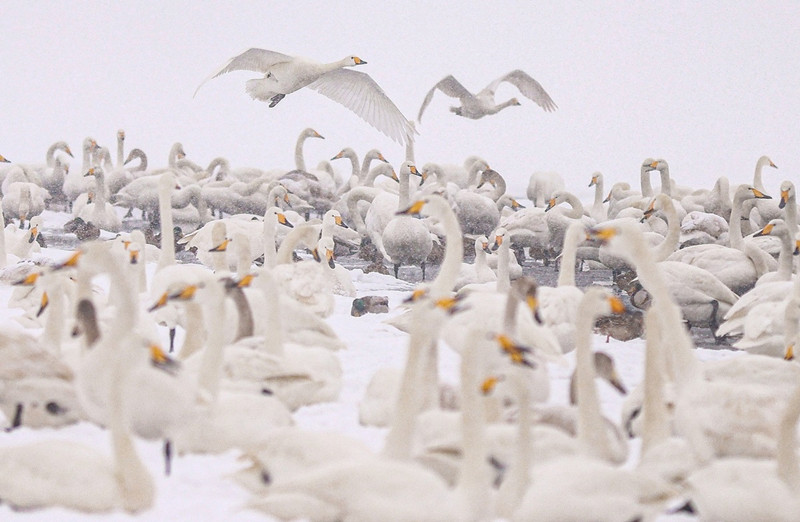 Nieve, cisnes y hermosas casas construyen escenas que atraen a los turistas a Rongcheng, provincia de Shandong, durante el Festival de la Primavera. [Foto: Li Xinjun/ China Daily]