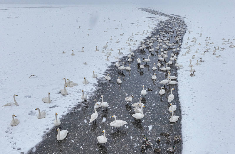 Nieve, cisnes y hermosas casas construyen escenas que atraen a los turistas a Rongcheng, provincia de Shandong, durante el Festival de la Primavera. [Foto: Li Xinjun/ China Daily]