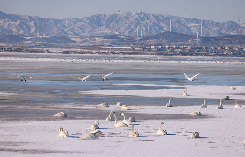 Nieve, cisnes y hermosas casas construyen escenas que atraen a los turistas a Rongcheng, provincia de Shandong, durante el Festival de la Primavera. [Foto: Li Xinjun/ China Daily]