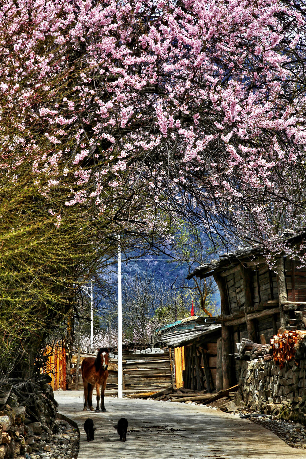 ?Aquí está el hermoso Tíbet!