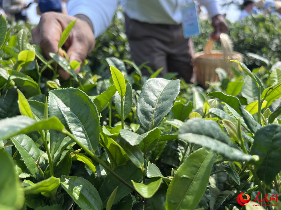 Té Xinyang Maojian, uno de los diez mejores té chinos famosos