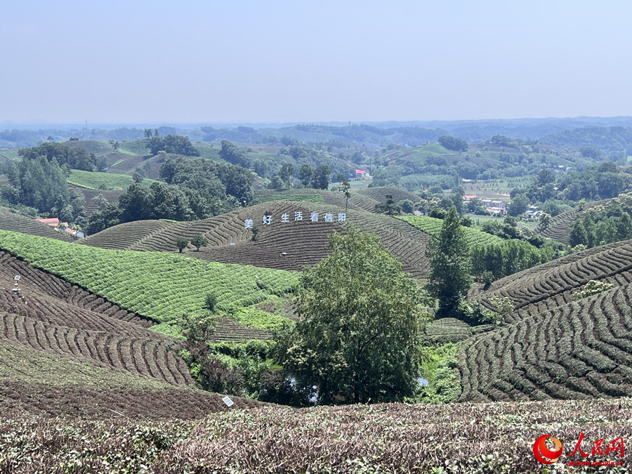 Té Xinyang Maojian, uno de los diez mejores té chinos famosos