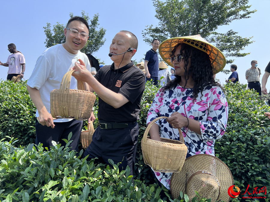 Té Xinyang Maojian, uno de los diez mejores té chinos famosos