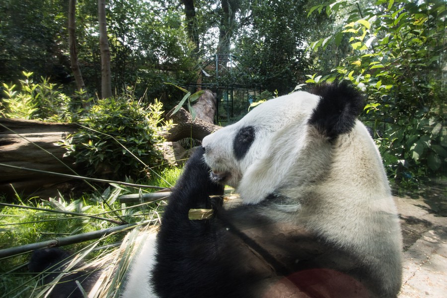Vista del panda gigante Xin Xin, se alimenta con bambú, en el Zoológico de Chapultepec, en la Ciudad de México, capital de México, el 3 de junio de 2017. (Xinhua/Francisco Ca?edo)