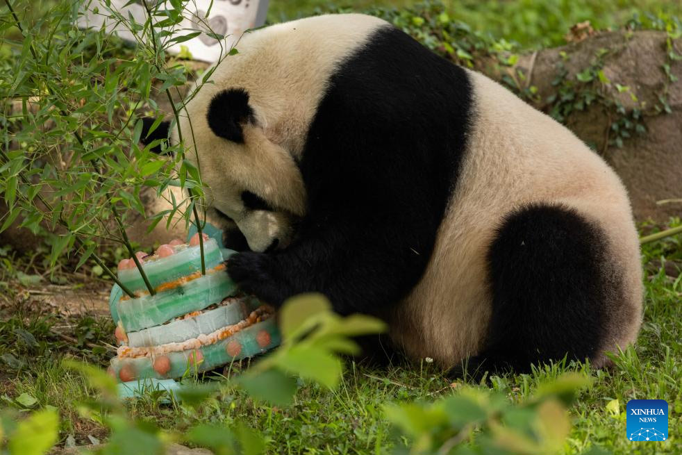 La panda gigante Mei Xiang celebra su 25o cumplea?os en zoológico de Washington