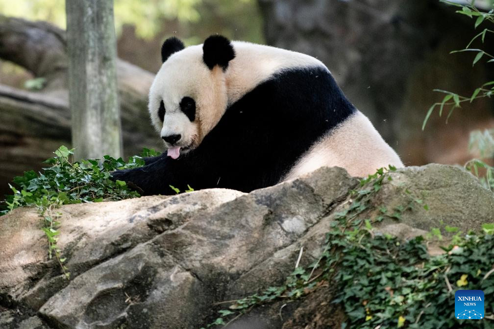La panda gigante Mei Xiang celebra su 25o cumplea?os en zoológico de Washington