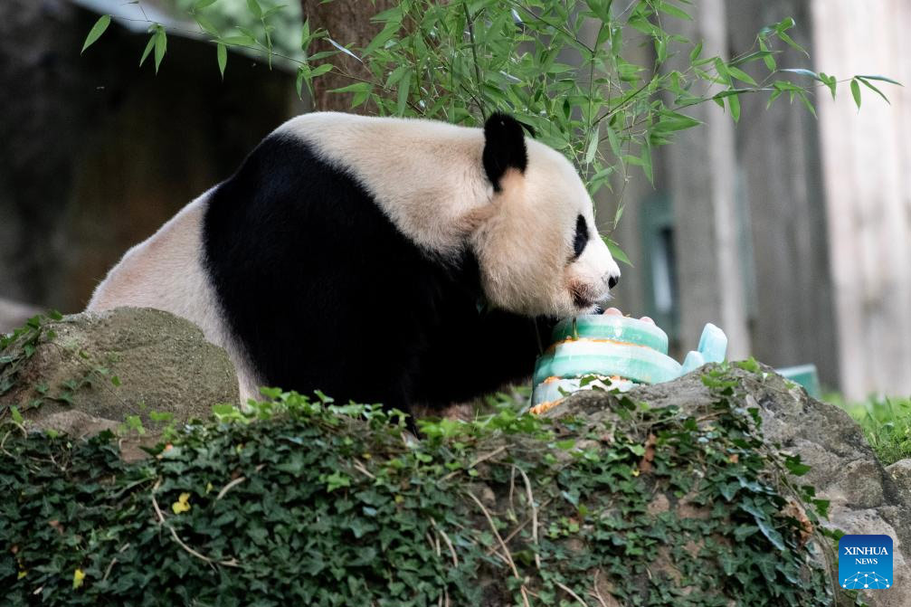La panda gigante Mei Xiang celebra su 25o cumplea?os en zoológico de Washington