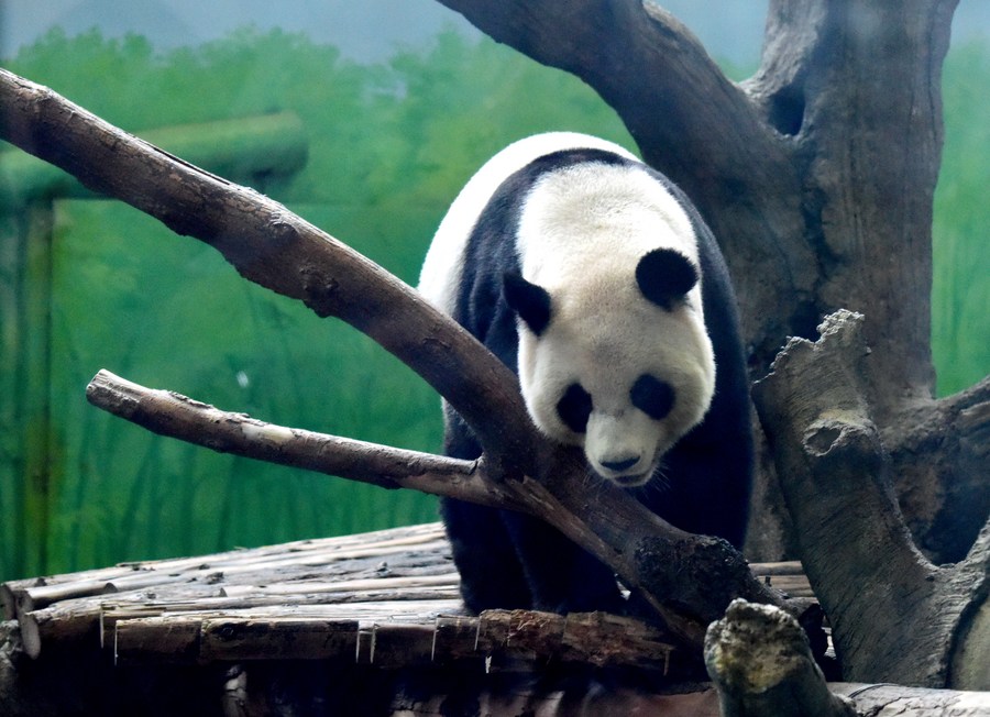 Imagen de archivo del panda gigante Yuan Yuan trepando a una plataforma de troncos en el Zoológico de Taipei, en Taipei, Taiwan, en el sureste de China, el 30 de agosto de 2019. (Xinhua/Zhu Xiang)