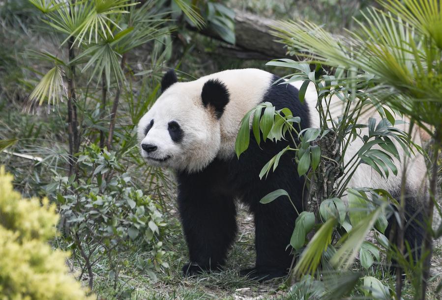 La hembra de panda gigante Qiao Yue en el parque temático de animales Locajoy del distrito de Yongchuan de la municipalidad suroccidental china de Chongqing, el 18 de enero de 2024. (Xinhua/Wang Quanchao)
