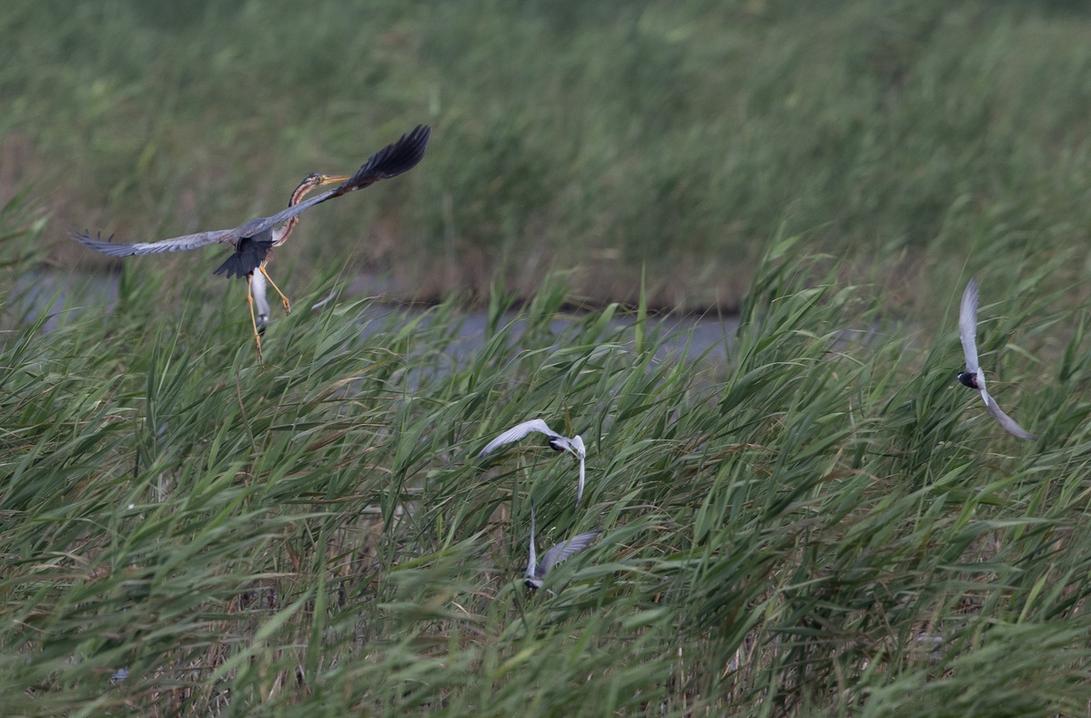 Reserva Chongming Dongtan de Shanghai se a?ade a la Lista del Patrimonio Mundial