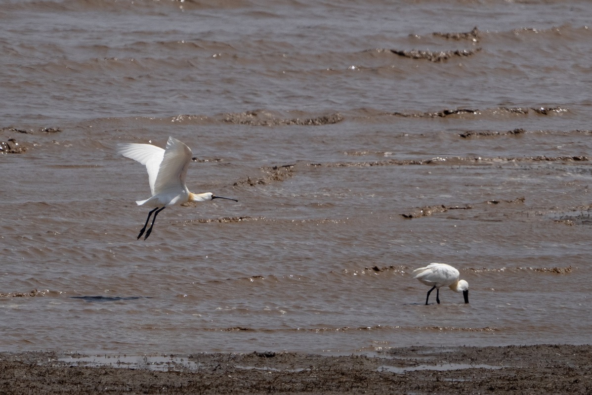 Reserva Chongming Dongtan de Shanghai se a?ade a la Lista del Patrimonio Mundial