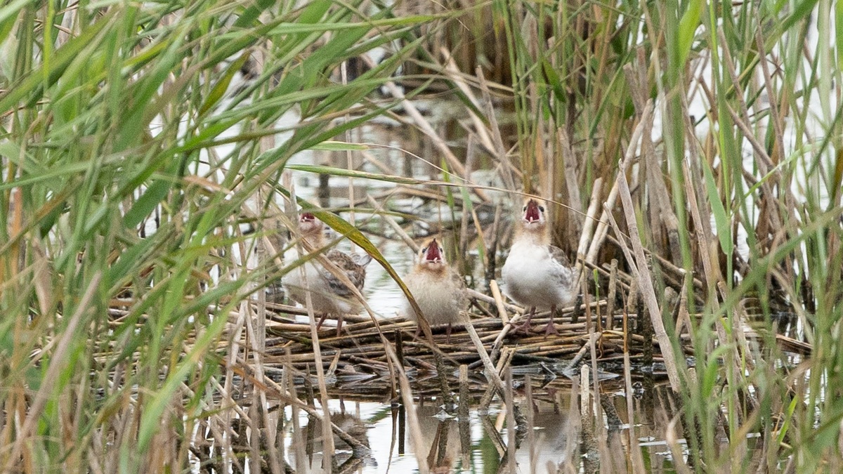 Reserva Chongming Dongtan de Shanghai se a?ade a la Lista del Patrimonio Mundial