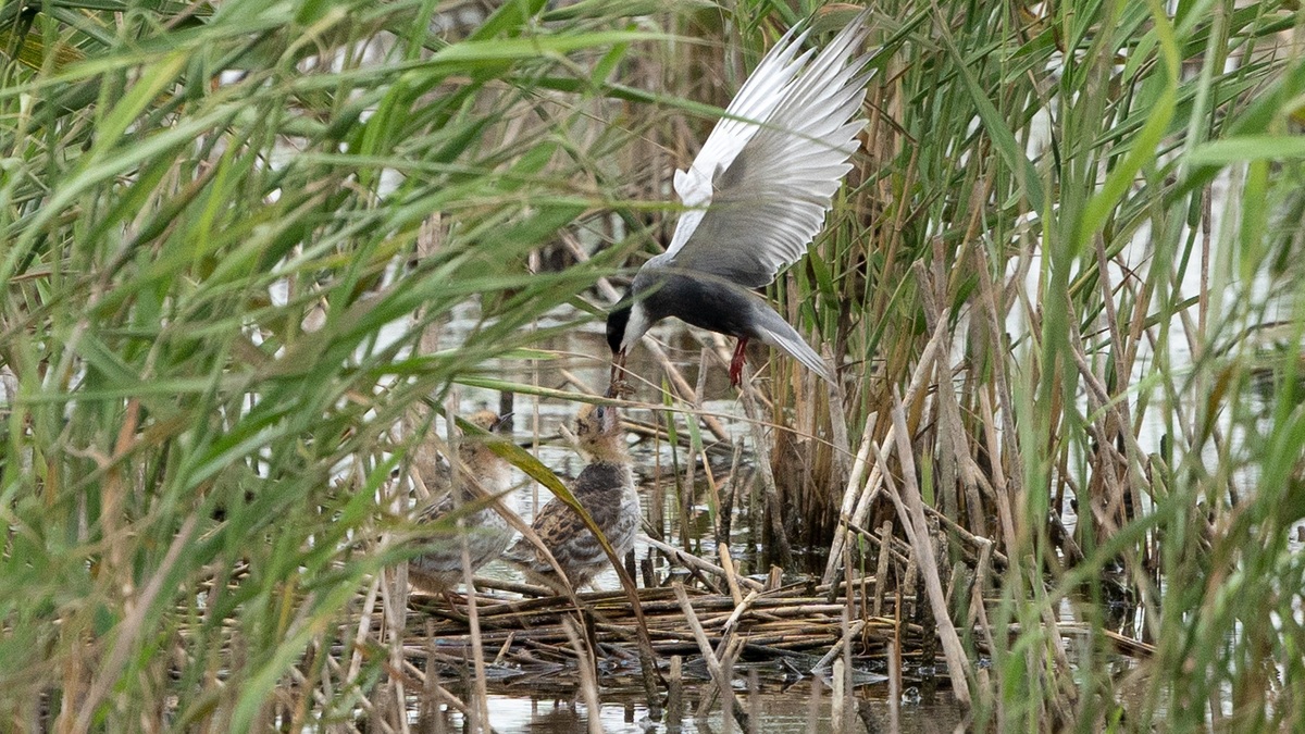 Reserva Chongming Dongtan de Shanghai se a?ade a la Lista del Patrimonio Mundial