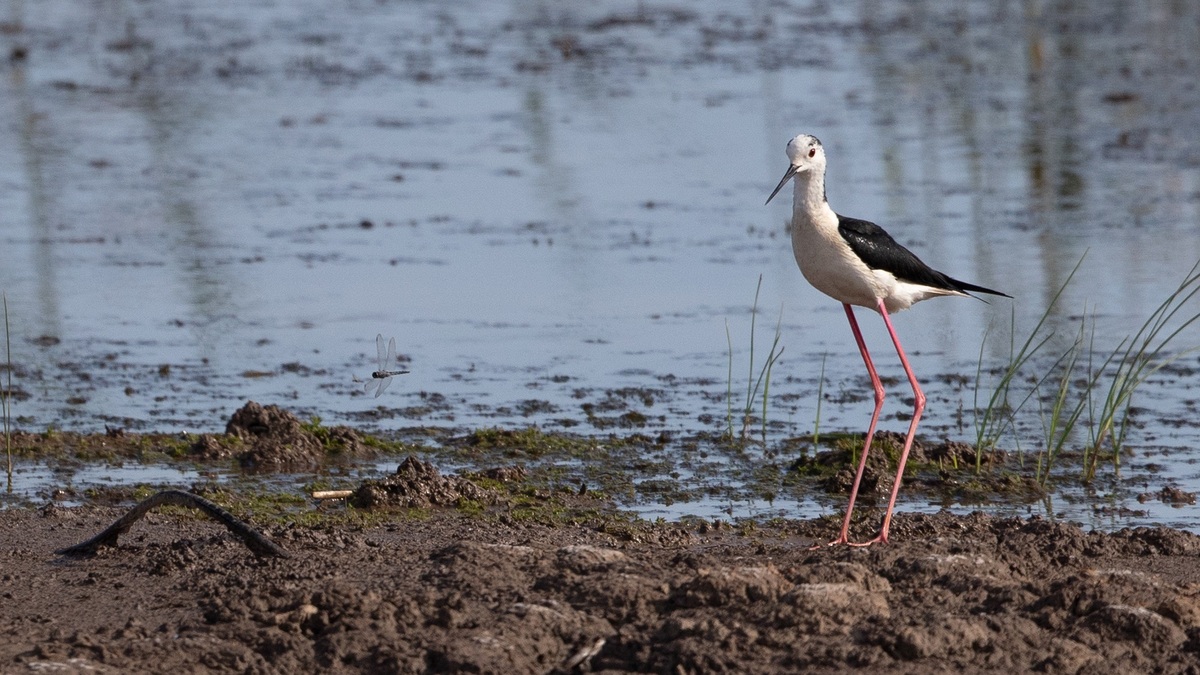 Reserva Chongming Dongtan de Shanghai se a?ade a la Lista del Patrimonio Mundial